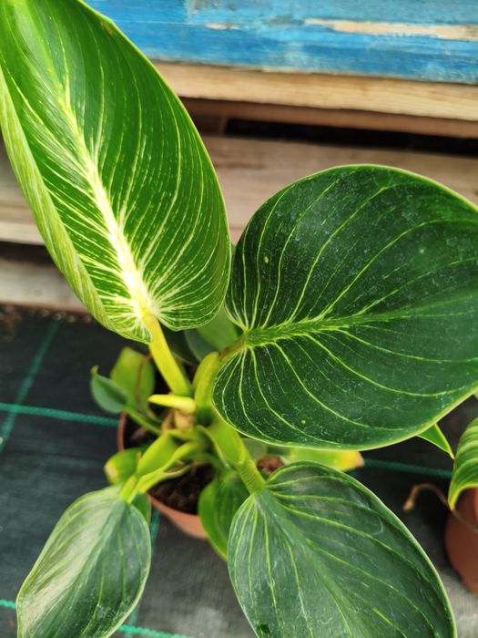 Philodendron White Measure - planta em vaso
