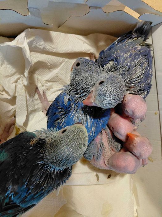 Ring necks Violetas CC (cleartail) e Malhados, para criar à mão.