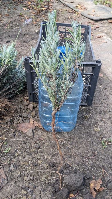 Саженцы лаванды.