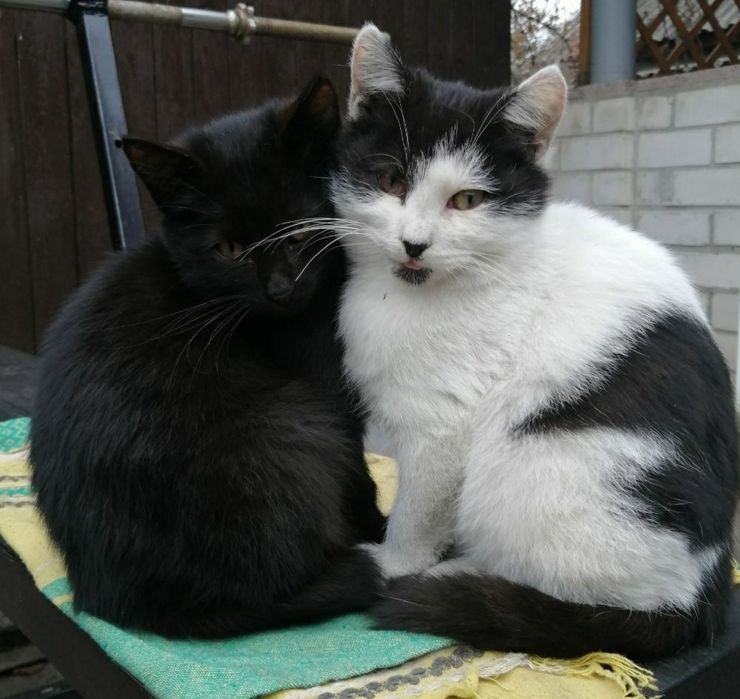 Безкоштовно кошенята