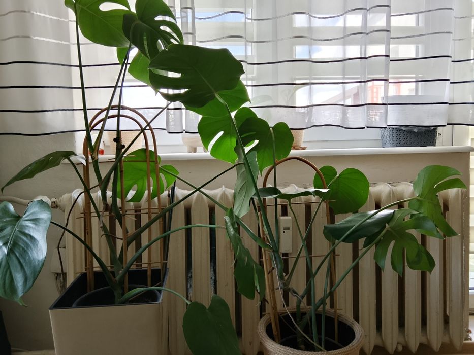 Roślinki monstera, Aloesy