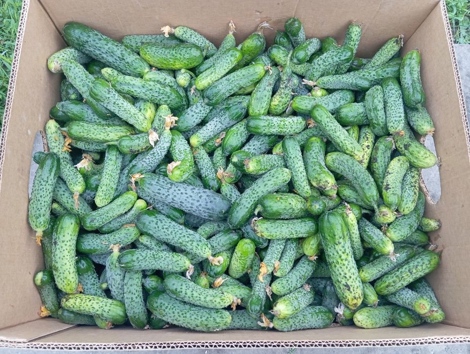 Продам огірки маленькі. Корнішони