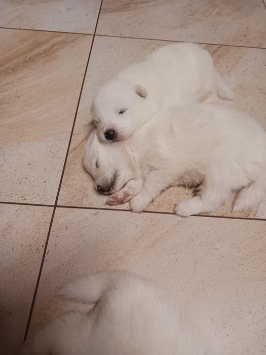 Samoyed ostatni szczeniak (samojed)