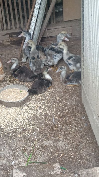 Vendo lote de patos mudos.