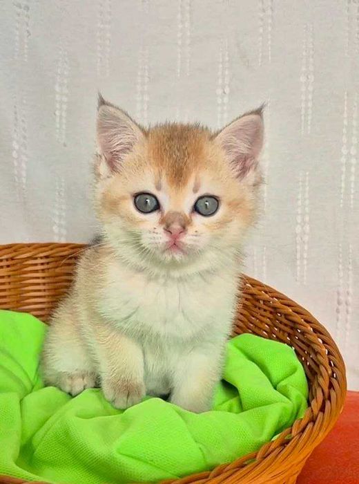Шотландские котята (ЗОЛОТАЯ ШИНШИЛЛА)
