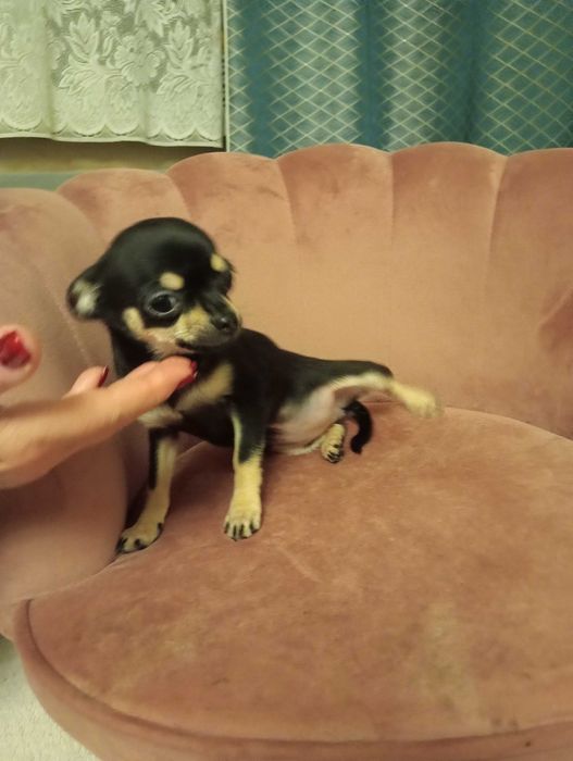 Chihuahua sunia black tan