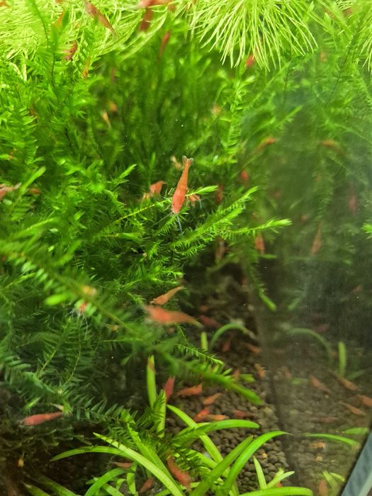 Krewetki red cherry po sakurach