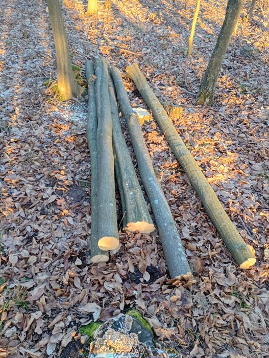 Baliki  grabowe okazja!!