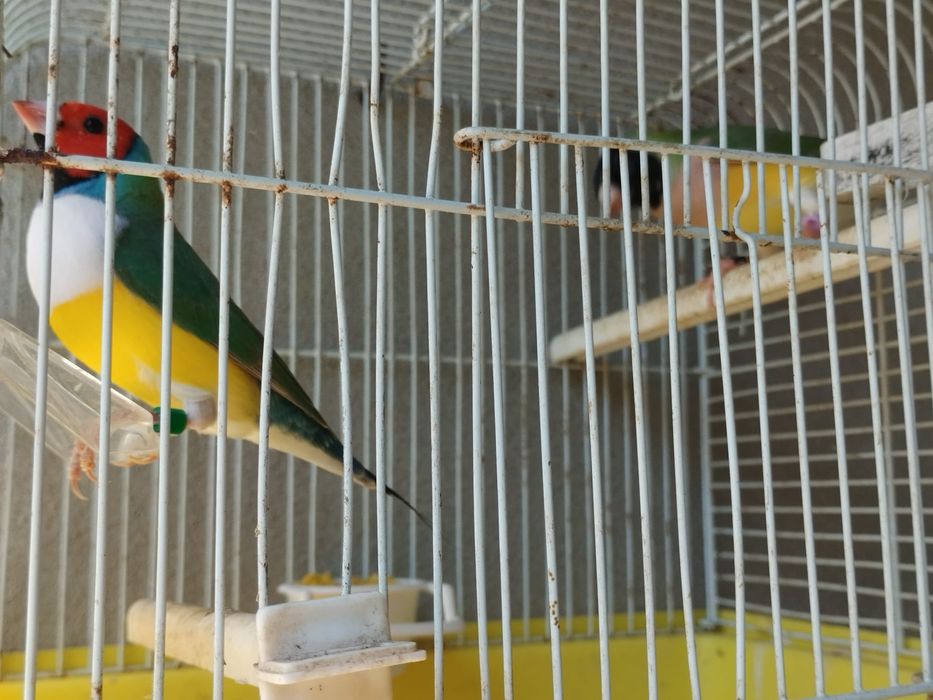 Diamantes Gold de várias cores