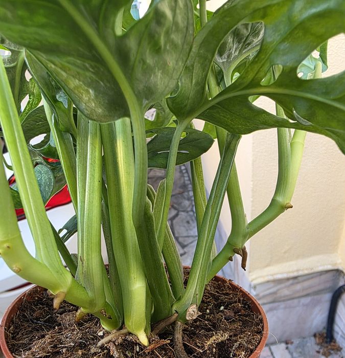 Monstera adansonii "Mint"