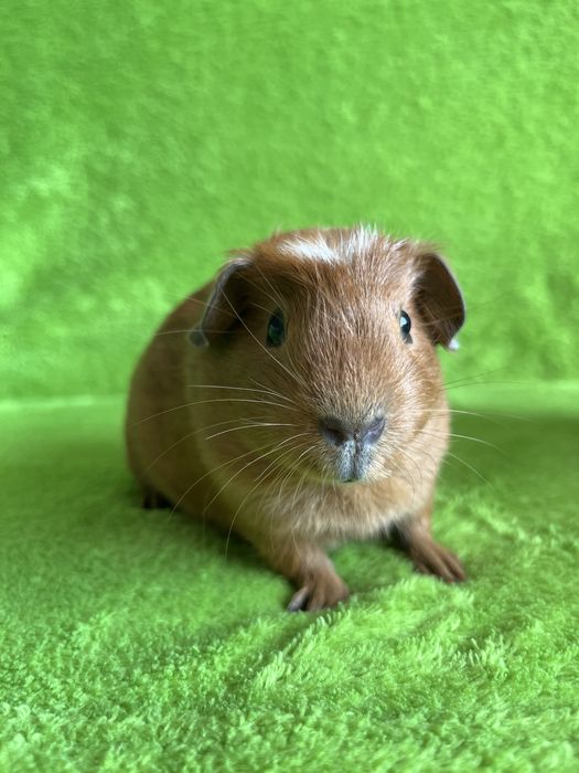 Морська свинка хлопчик