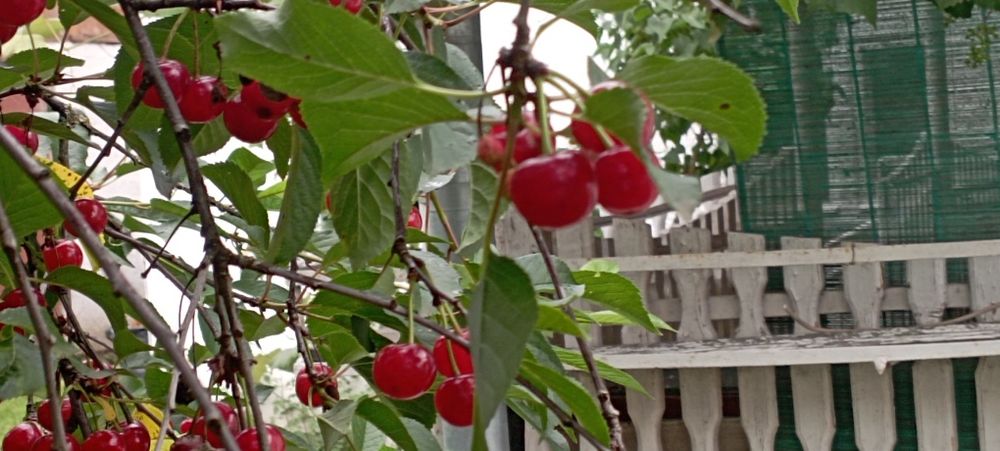 Вартість знижено! Продамо будинок Голубине Закарпаття курорт Поляна