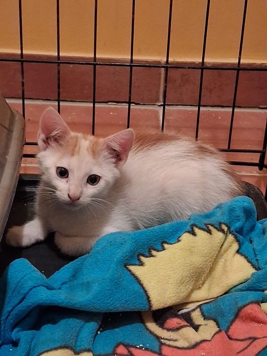 Kocięta 12 tygodni do adopcji