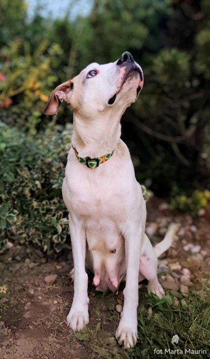 DO adopcji sliczna sunia