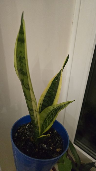 Сансевієрія/Сансев'єрія