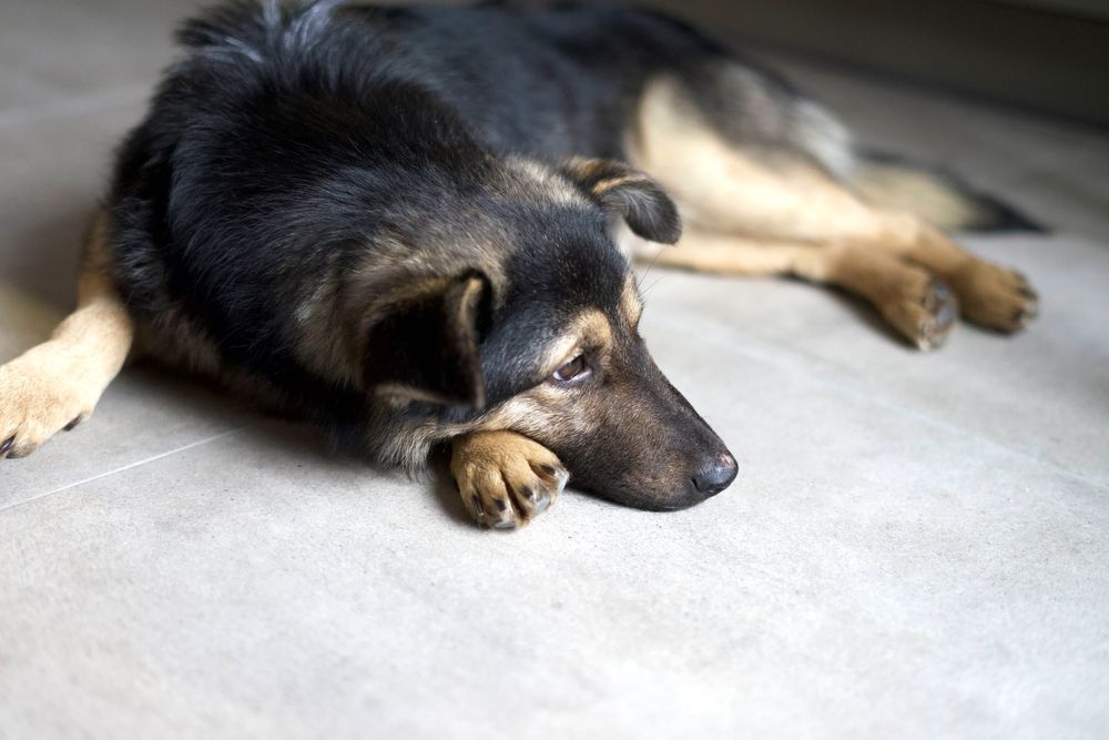 Песик Максік шукає люблячу родину (1 рік, кастрований, перша вакцина)