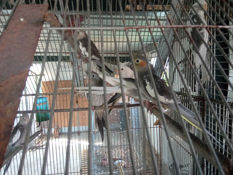 Vendo caturras deste ano