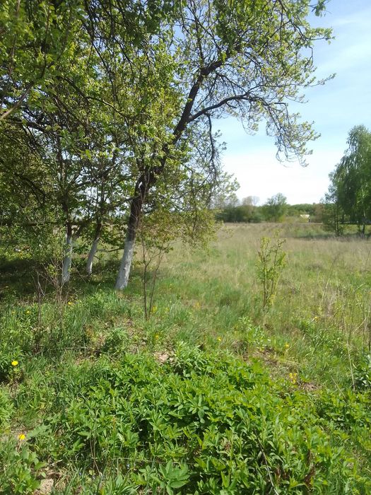 Будинок (с. Бранів)
