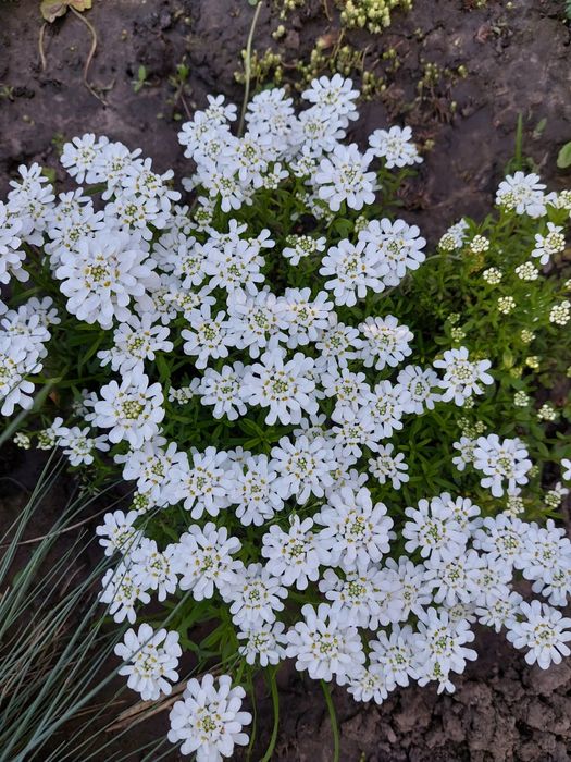 Продам культиватор у гарному стані