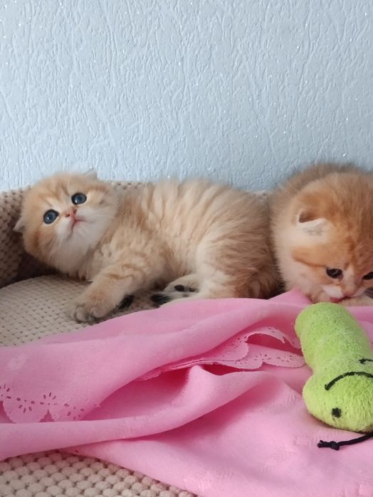 Шотландські муркотуни