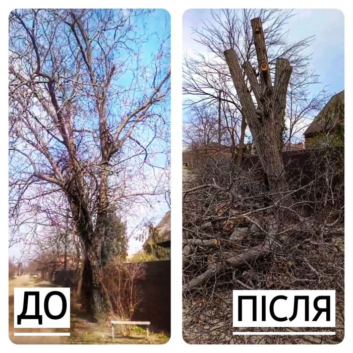 Спил деревьев , самовывоз бесплатно, дробление  веток, вывоз дров