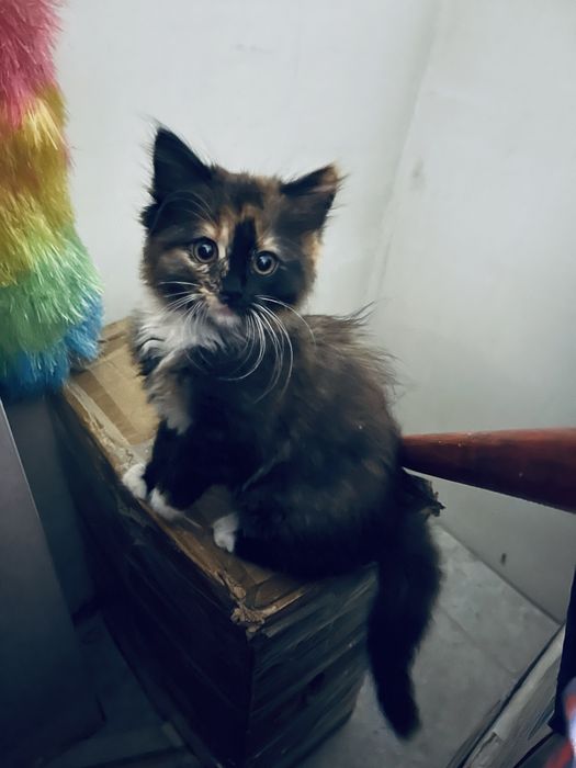 Кошенята шукають власника