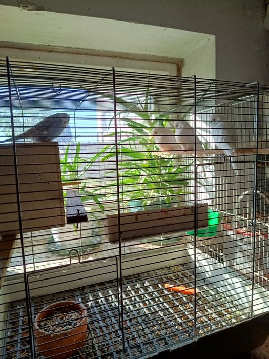 Papugi faliste z 2025 r