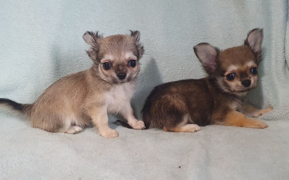 Соболя длинношерстные девочка и мальчишка