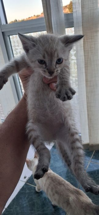 Gatinhos em adoção