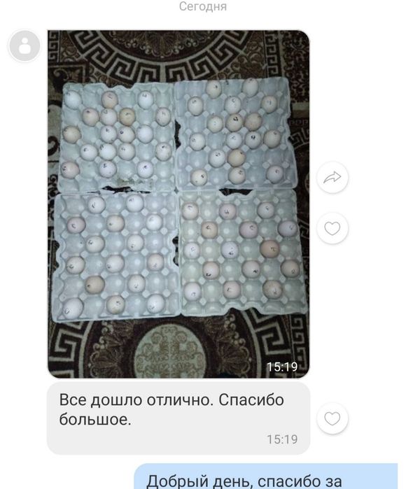 Інкубаційне яйце