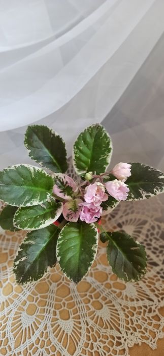 Свежесрезаный лист фиалки