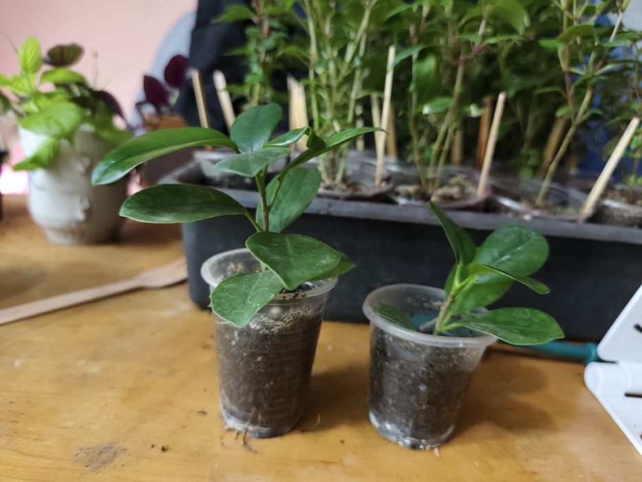 Фікус Мокламе (Ficus microcarpa Moclame)