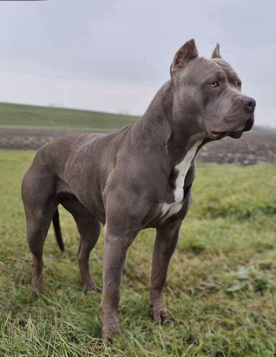 Zapowiedź miotu SCKK Bully Legend XL