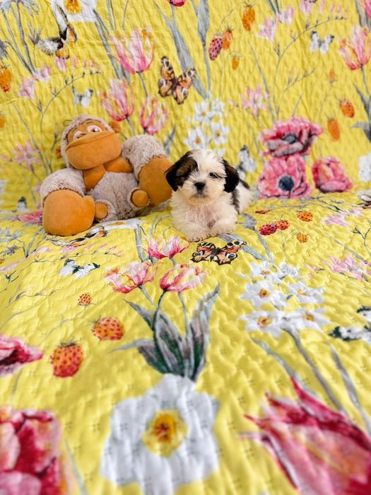 Shih-tzu  Macho excelente exemplar