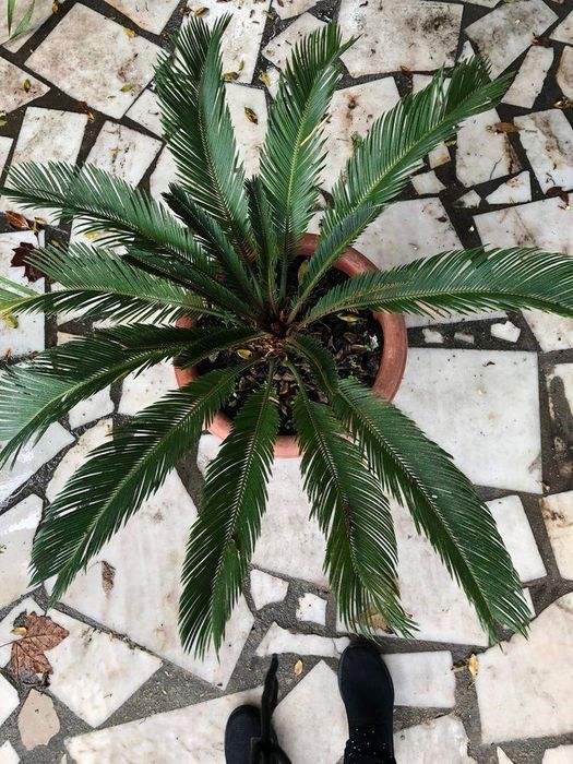 Cicas varios tamanhos