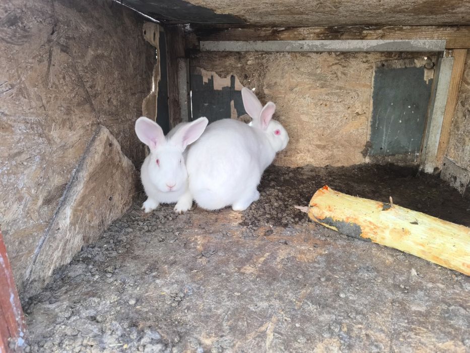 Кролики молодняк