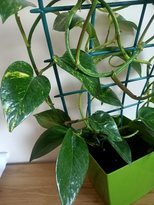 Epipremnum złociste