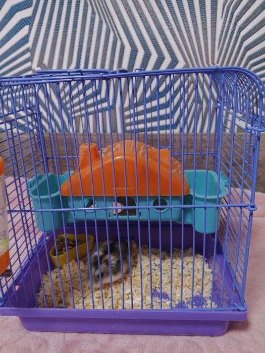 Хом'як джунгарик зі своїм будиночком терміново