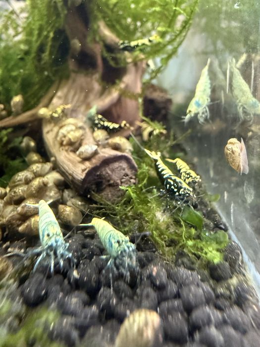 Krewetki Caridina odpadowe