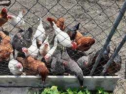 KURY NIOSKI FERMA DROBIU Rosa Leghorn LOHMAN z jajkami. Z dowozem