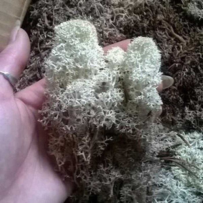 Мох ягель для улиток