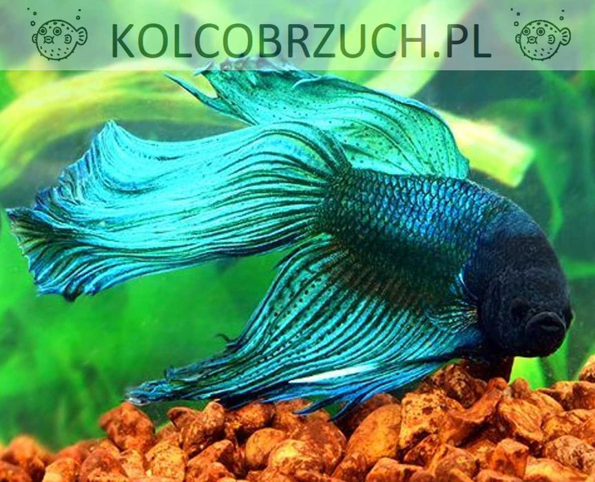 Bojownik wspaniały ZIELONY - Syjamski - Betta - wysyłamy