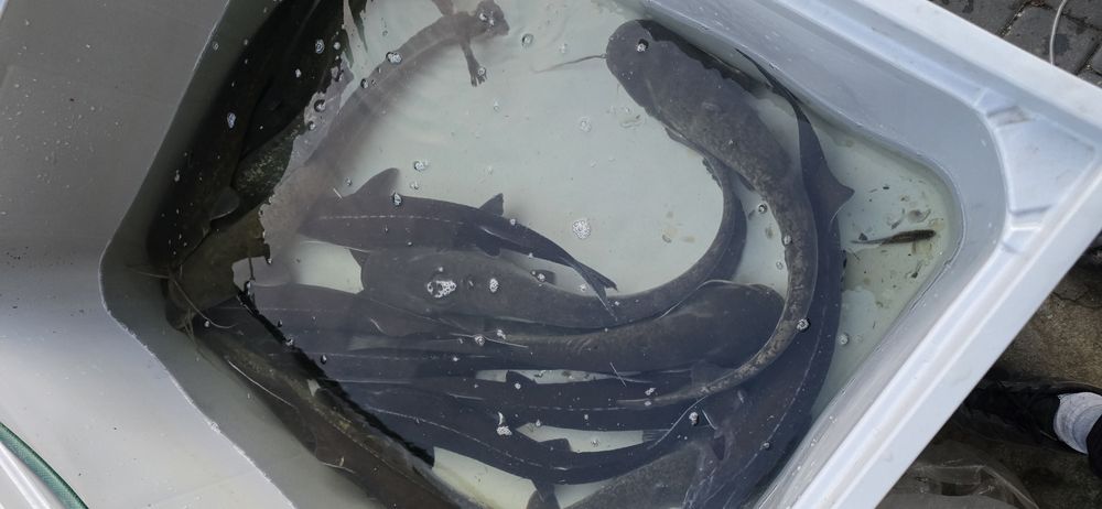 Jesiotr,  Sum, Amur, Karp  ryby do stawu