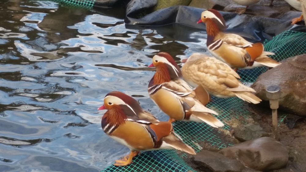 Kaczki mandarynki karolinki