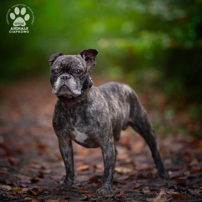 Radociech czeka na doświadczony dom! OTOZ Animals Ciapkowo