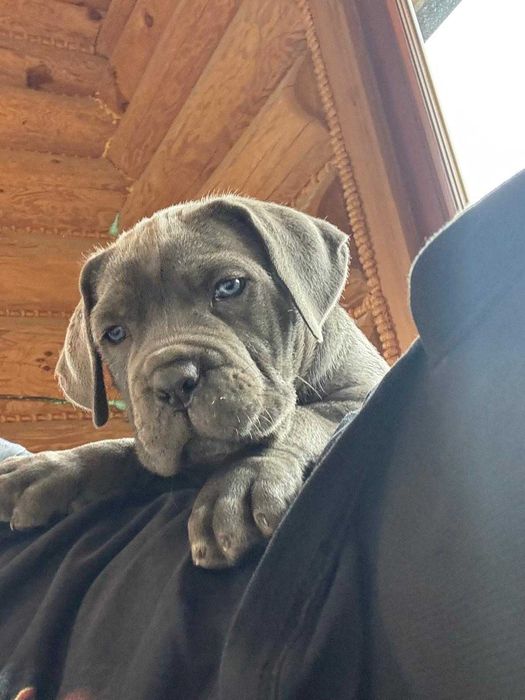 Szara suczka Cane Corso ZKwP/FCI z domowej hodowli