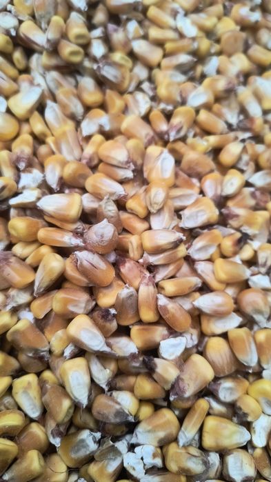 Kukurydza dla ryb dzików zwierzyny.