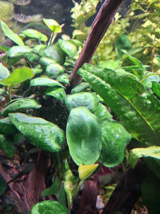 Roślinki do akwarium