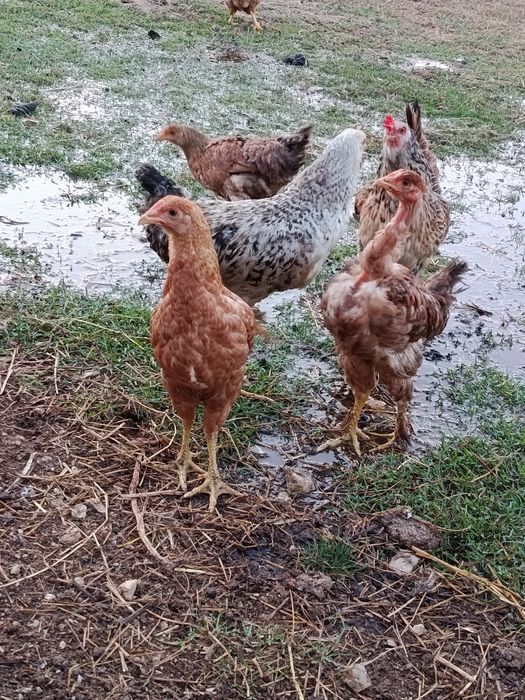 Galinhas poedeiras