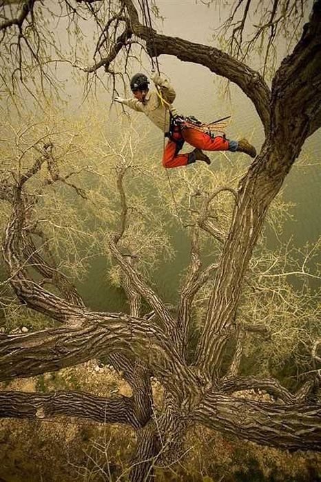 Спилювання та обрізка дерев будь-якої складності Розчищення ділянок.